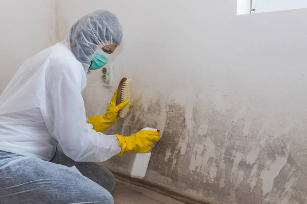 Best Mold Damage Repair  in North Myrtle Beach, SC
