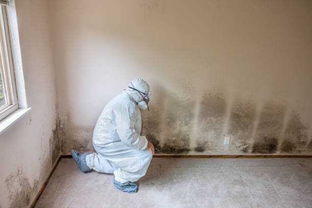 Best Residential Mold Removal  in North Myrtle Beach, SC