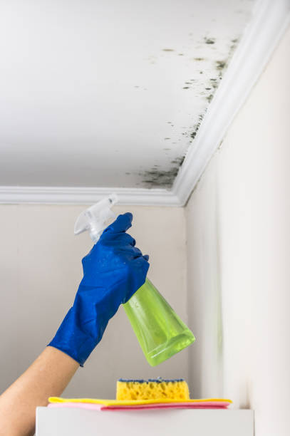 Mold Removal and Inspection in North Myrtle Beach, SC